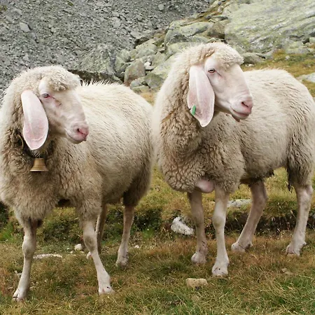 弗莱克霍夫旅馆