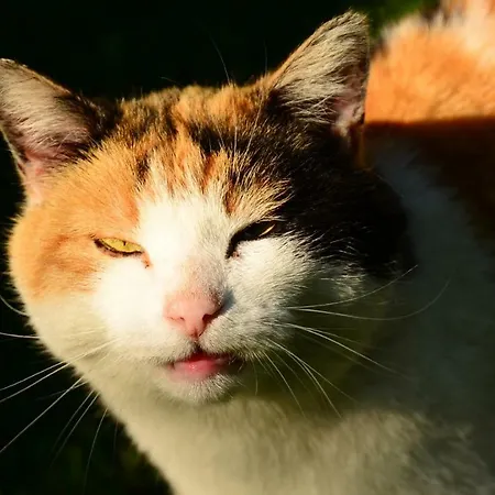 招待所 弗莱克霍夫旅馆 施图拜河谷新施蒂夫特
